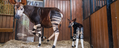 okapi-zoo-basel