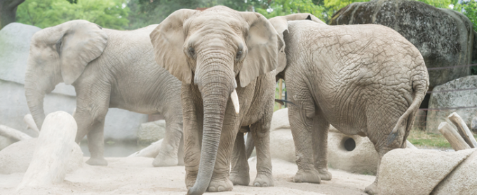 elefanten-zoo-basel