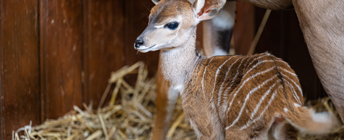 kudu-basler-zolli